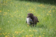 Hundepräsentation 2019